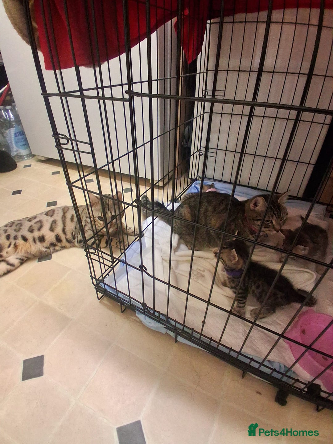 Bengal cats for sale: Beautiful 1/2 bengal kittens - Image 38
