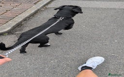 Mixed Breed dogs for sale: Needs a loving home  - Image 2