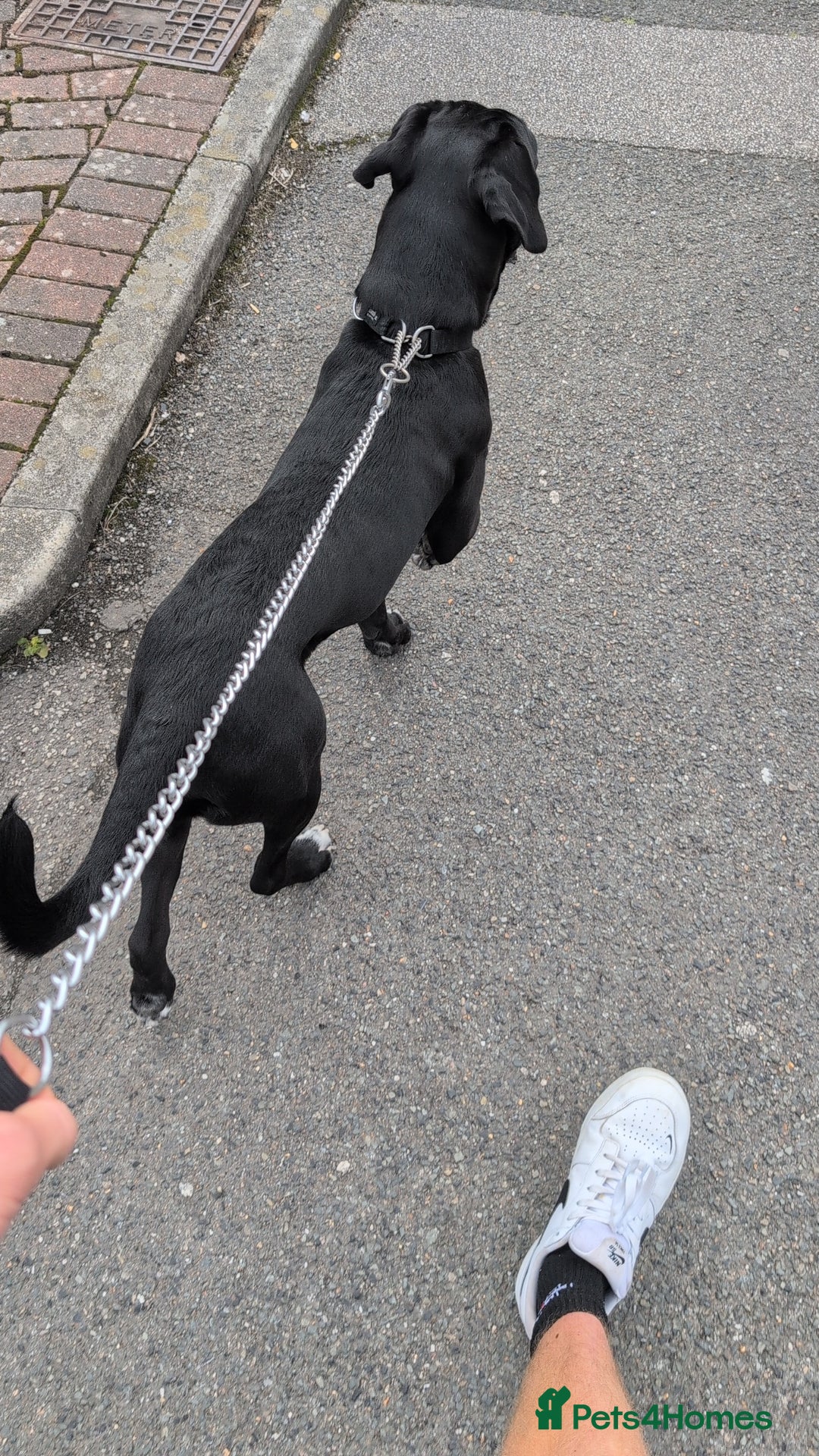 Mixed Breed dogs for sale: Needs a loving home  - Image 2