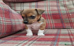 Jack Russell dogs for sale: Traditional Jack Russell Pups DNA Health Tested  - Image 27