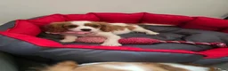 Cavalier King Charles Spaniel dogs for sale: Friendly and playful Cavalier Puppies - Advert 13