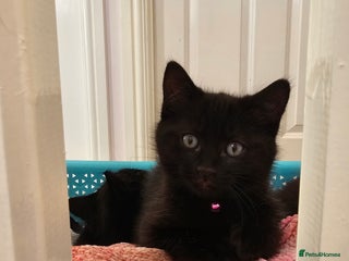 Ragdoll cats Ragdoll x Norwegian Forest Kittens - Advert 9