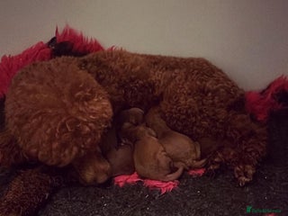Cavapoo dogs Solid red tiny Beautiful cavapoo puppies ❤️💙 - Advert 3