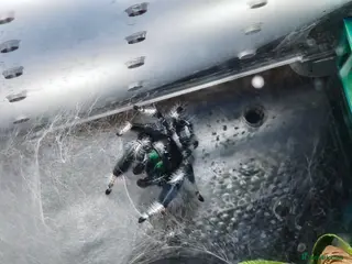 Spiders invertebrates jumping spider soroa - Advert 15