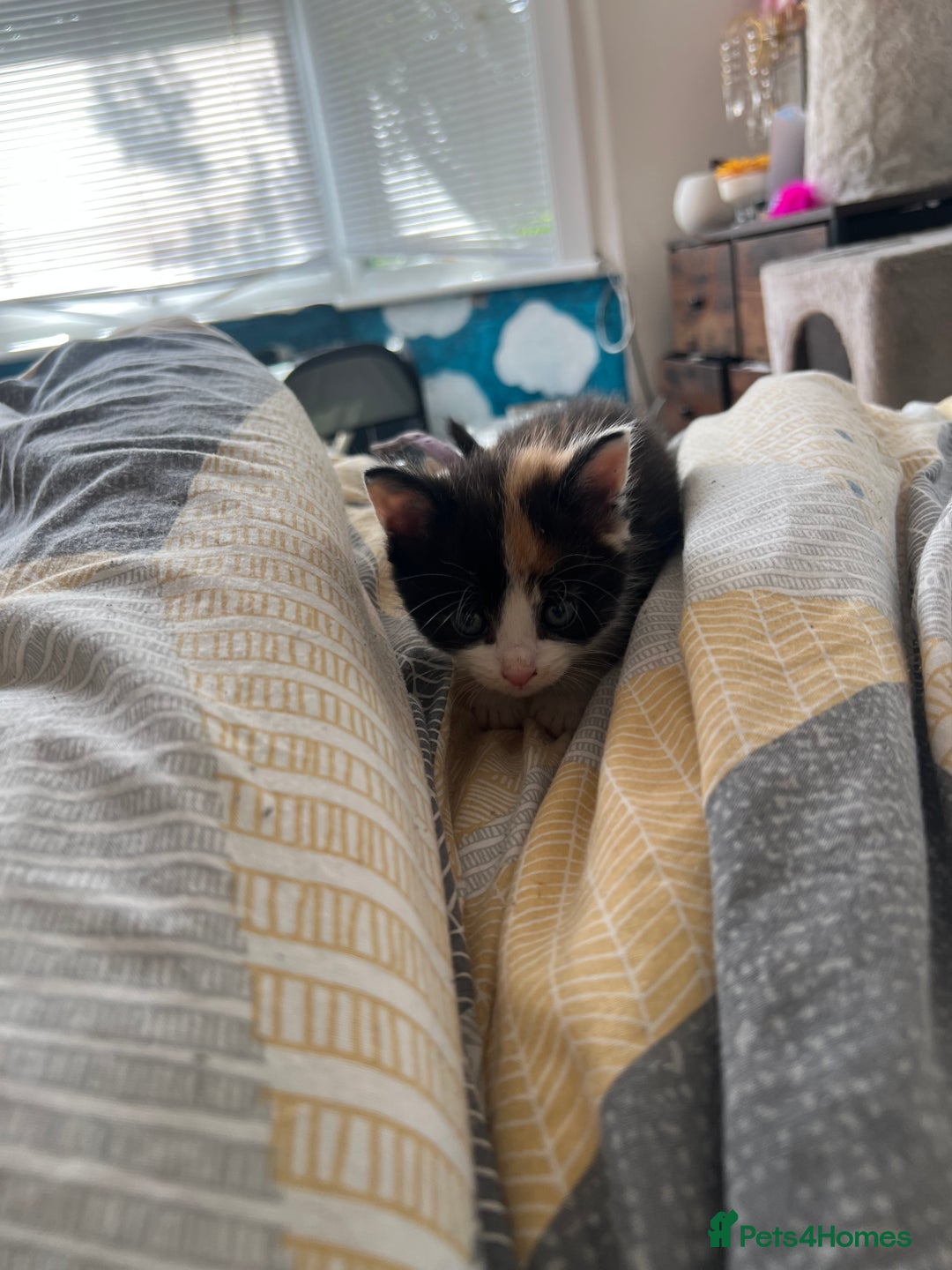 Mixed Breed cats for sale: Adorable 5-Week-Old Kittens Ready for Loving Home  - Image 14