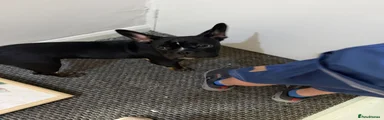 Mixed Breed 2