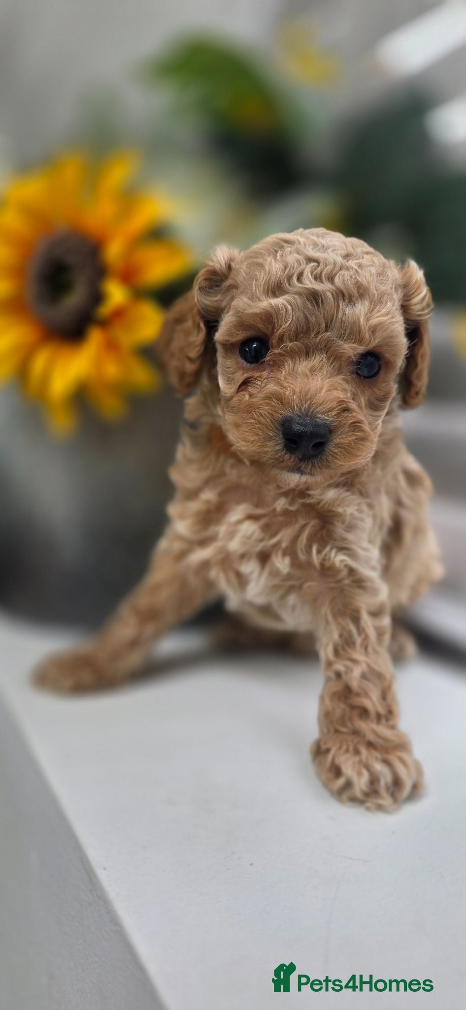 Cavapoochon dogs Exquisite Health Tested Cavapoochon Puppies  - Advert 1