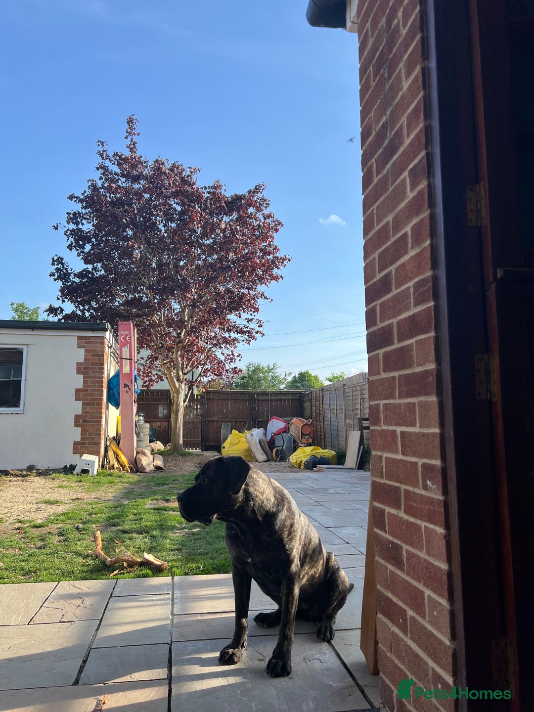 Mixed Breed dogs for sale: Family dog for Sale - Image 2