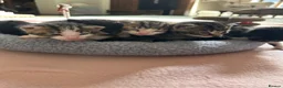 Mixed Breed cats for sale: Beautiful Affectionate Kittens - Advert 24