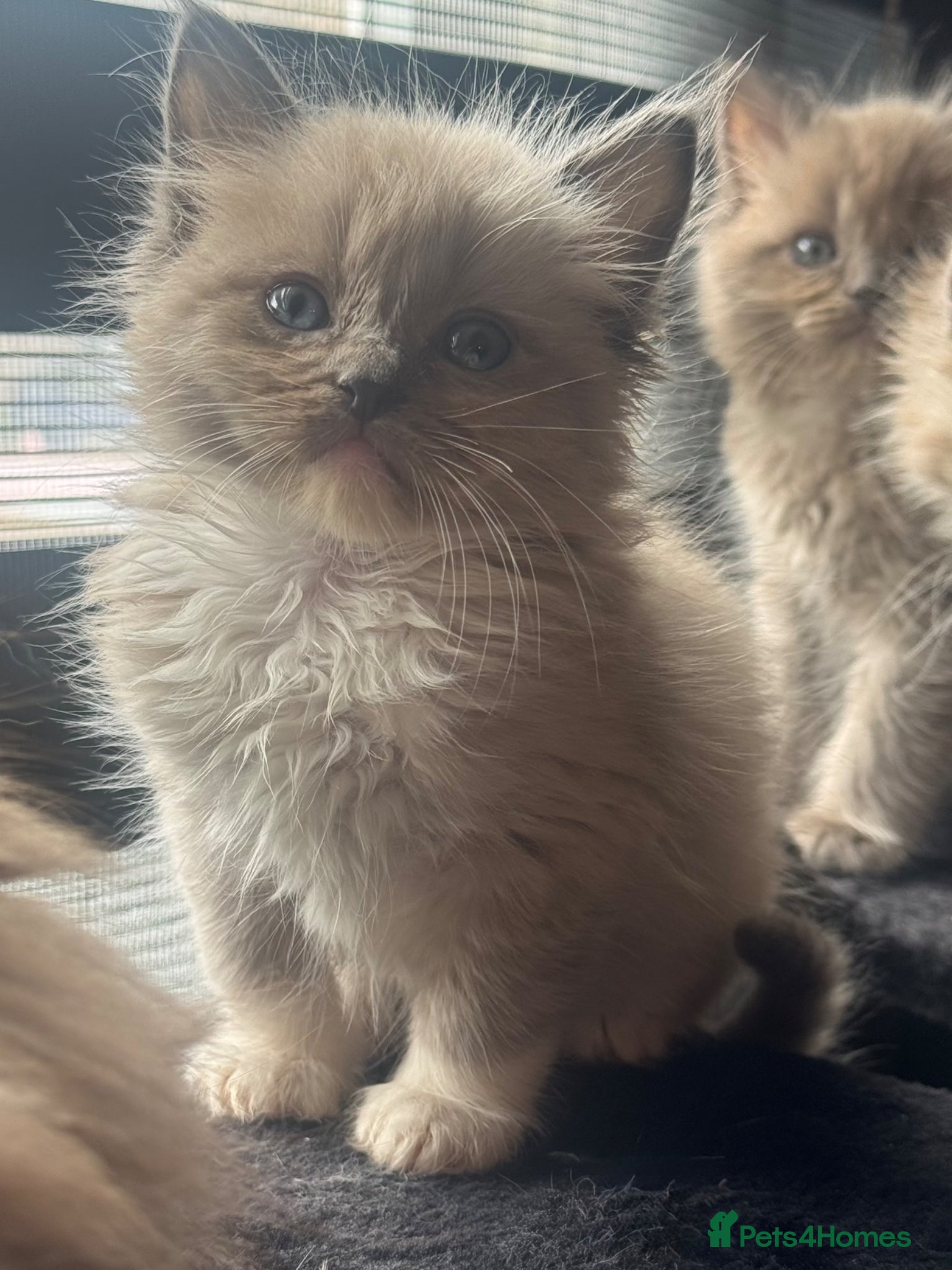 Ragdoll cats Cherubim ragdoll  - Advert 2