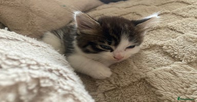 Mixed Breed cats - Advert 6