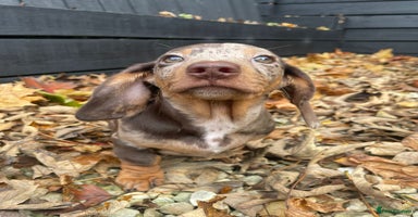 Miniature Dachshund dogs - Advert 2