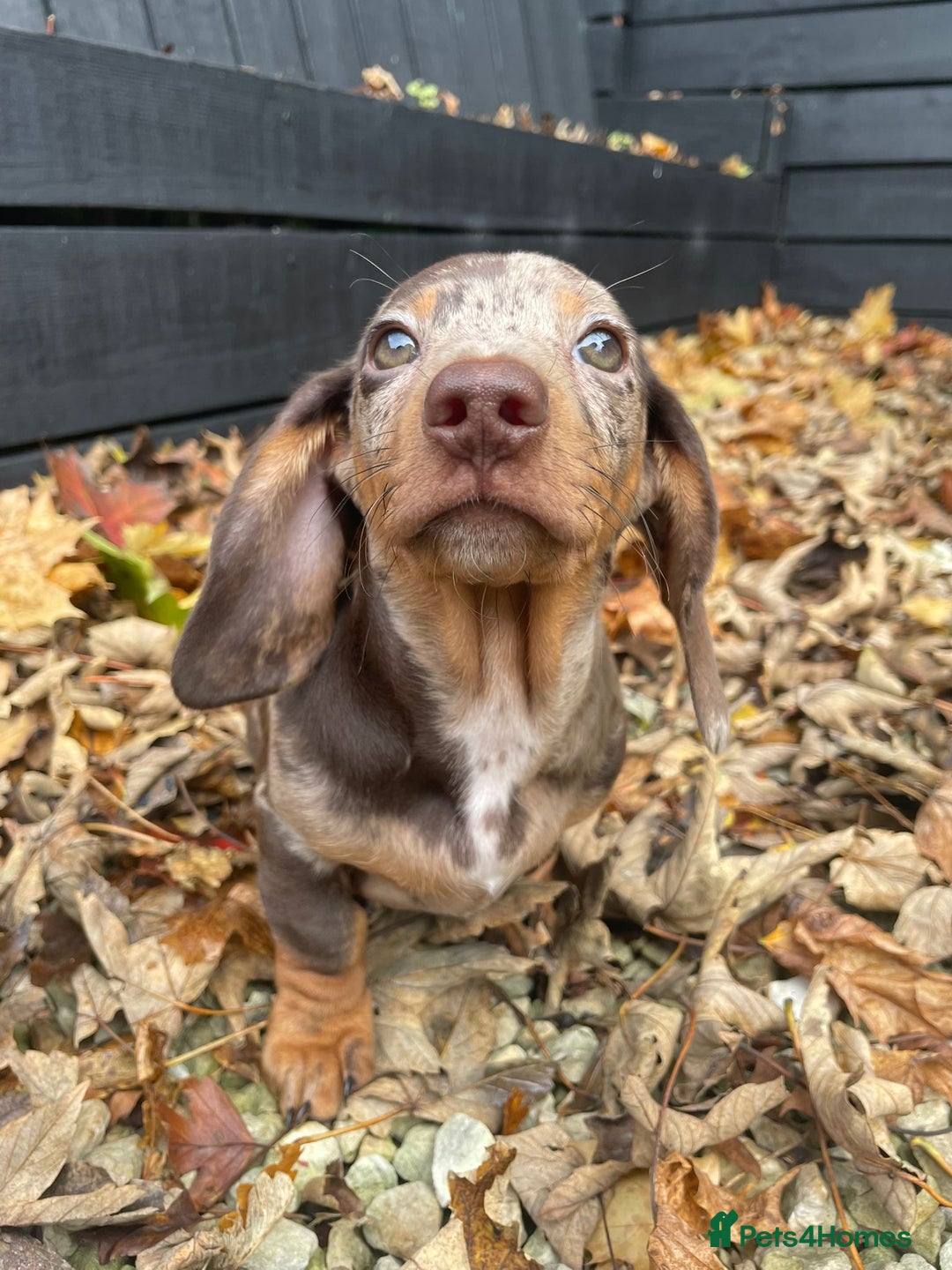 Miniature Dachshund dogs for sale: Beautiful 10 week old dapple pups available  - Image 3