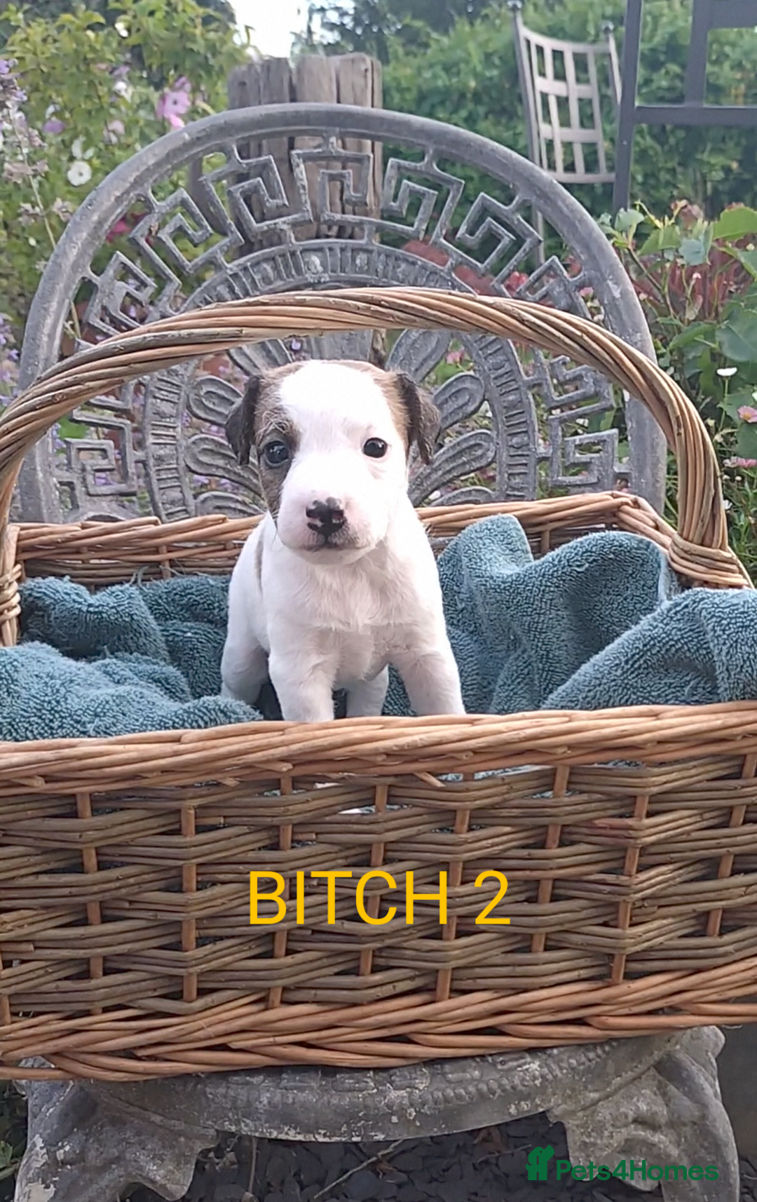 Jack Russell dogs for sale: Tremendous JRT puppies  - Image 30