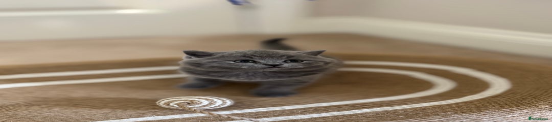 British Shorthair Kitten 1