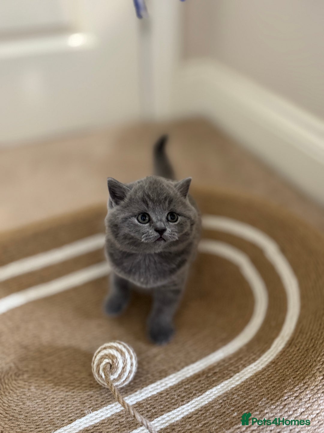 British Shorthair cats for sale: British Shorthair Blue Kittens - Image 10