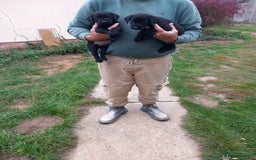 Labrador Retriever dogs for sale: Labrador puppies  - Image 4