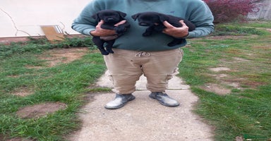 Labrador Retriever dogs - Advert 10