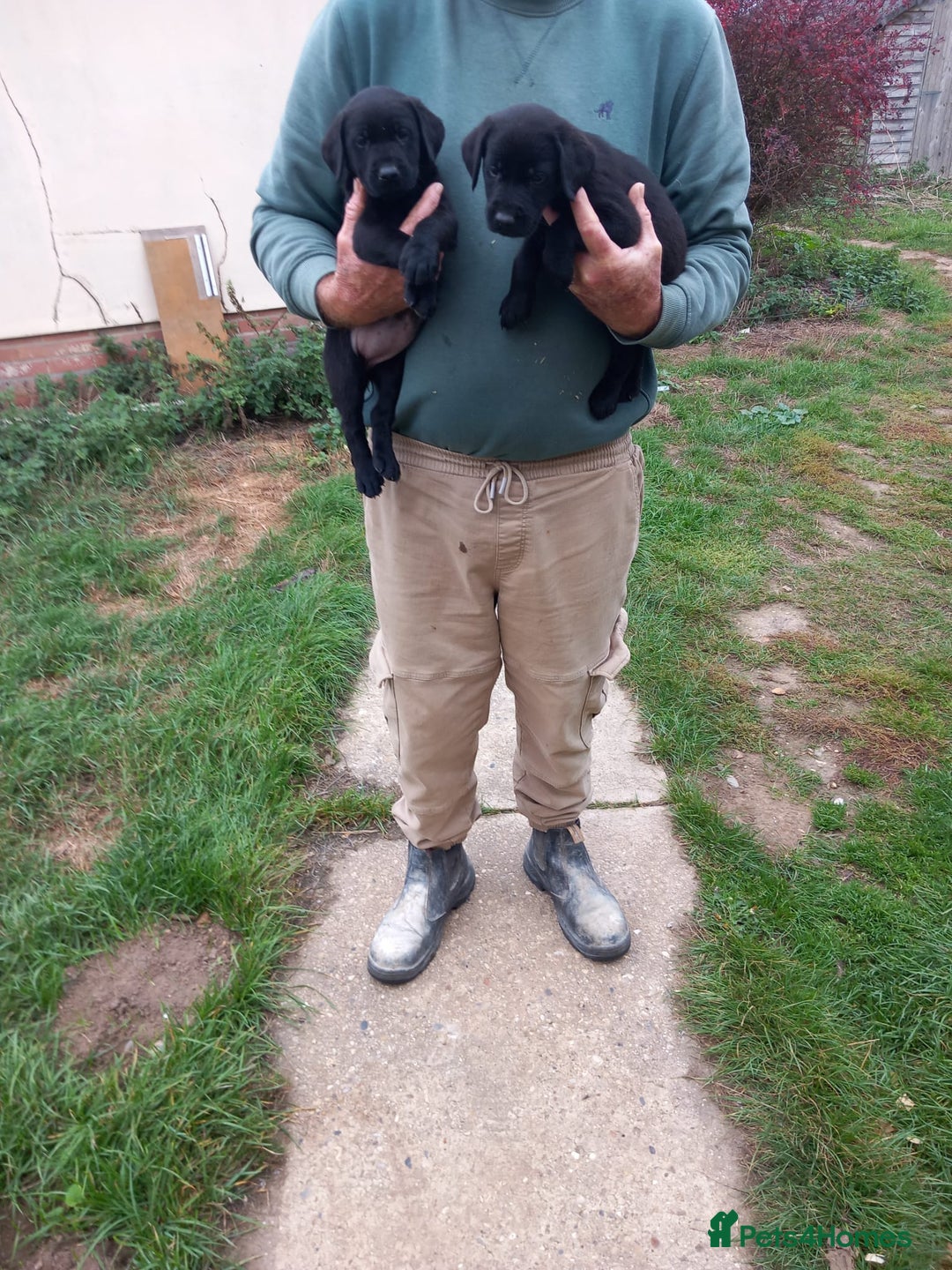 Labrador Retriever dogs for sale: Labrador puppies  - Image 4