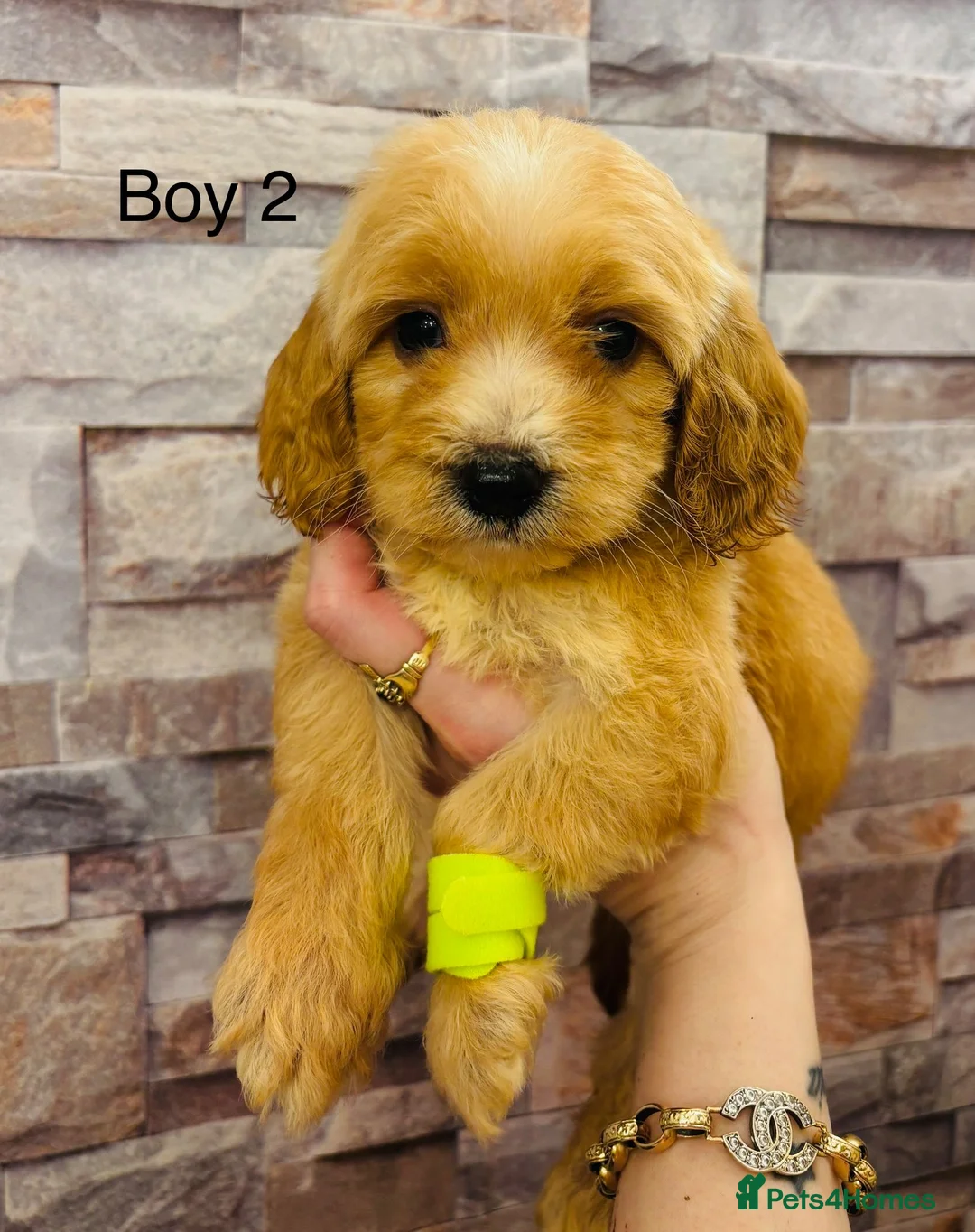 Cockapoo dogs for sale: adorable cockapoo puppies  - Advert 6