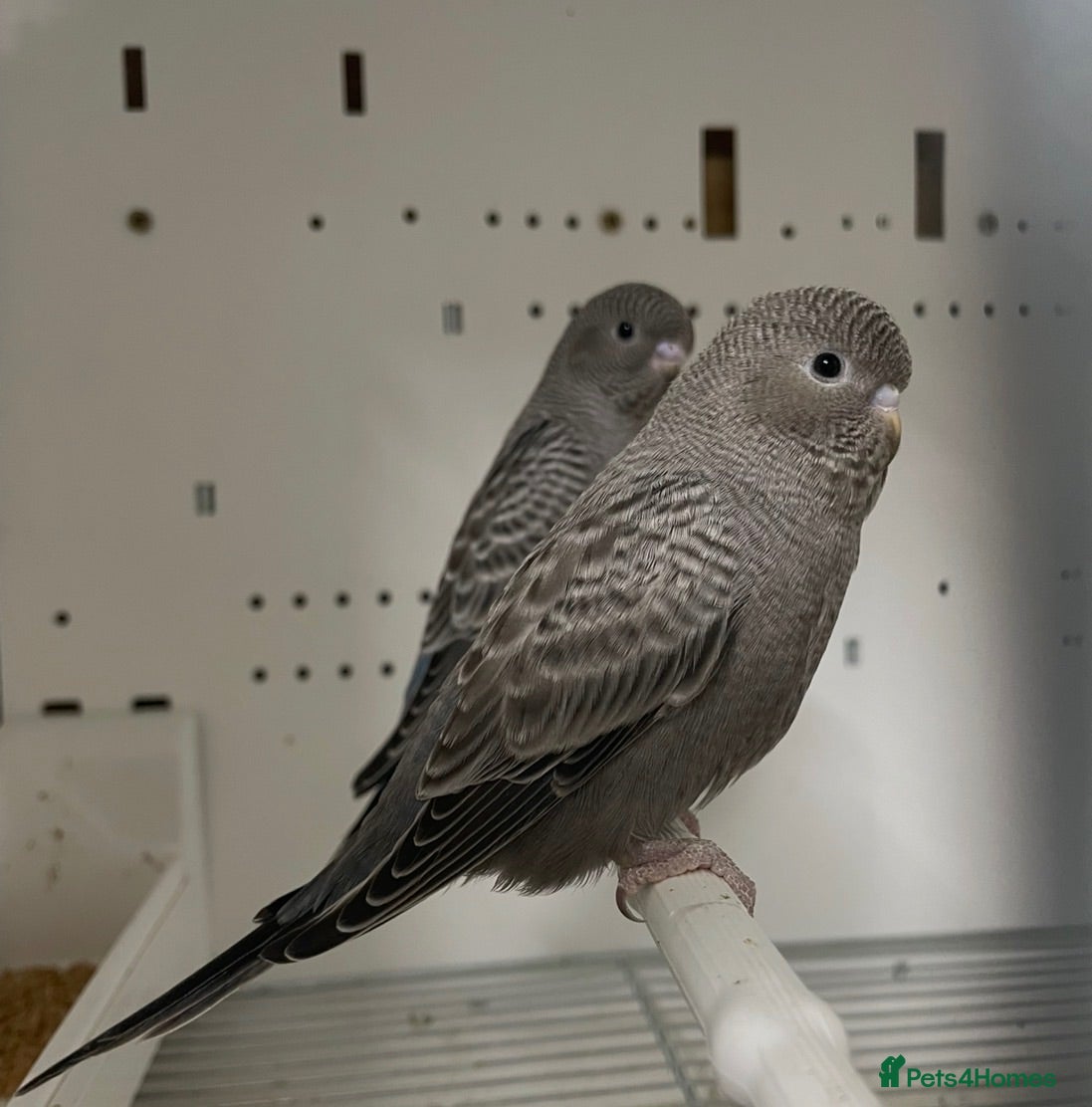 Budgerigars birds Black face/Black wing splits - Advert 2
