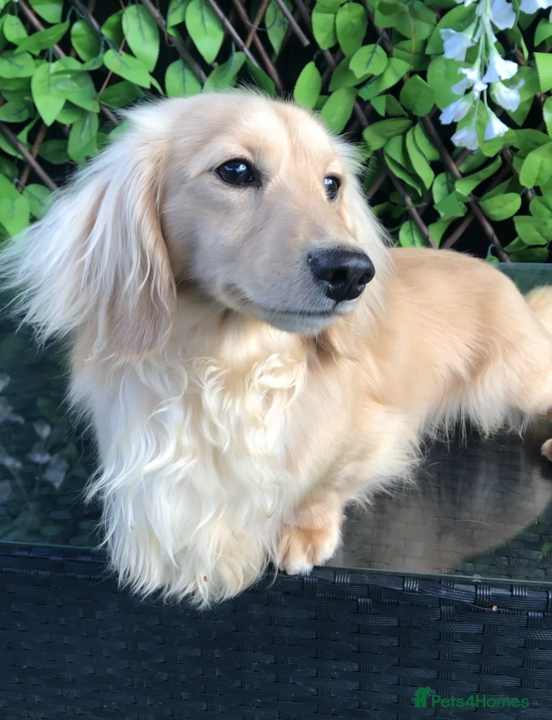 Miniature Dachshund dogs for stud: Cream Miniature Longhaired Dachshund  - Advert 1