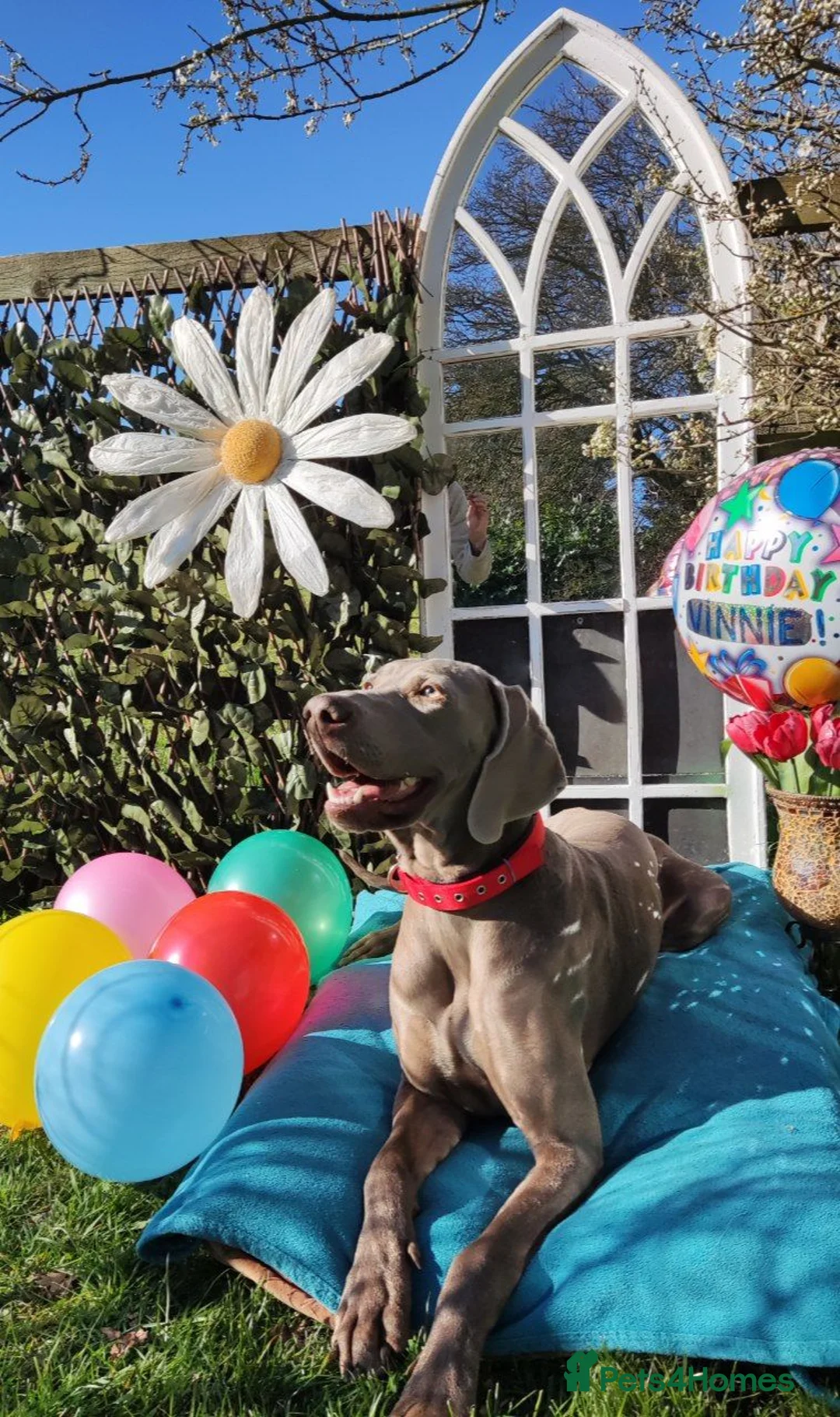 Weimaraner dogs for stud: 🌟Superb🌟Proven🌟Hip Scored🌟KC in Woodbridge - Advert 29