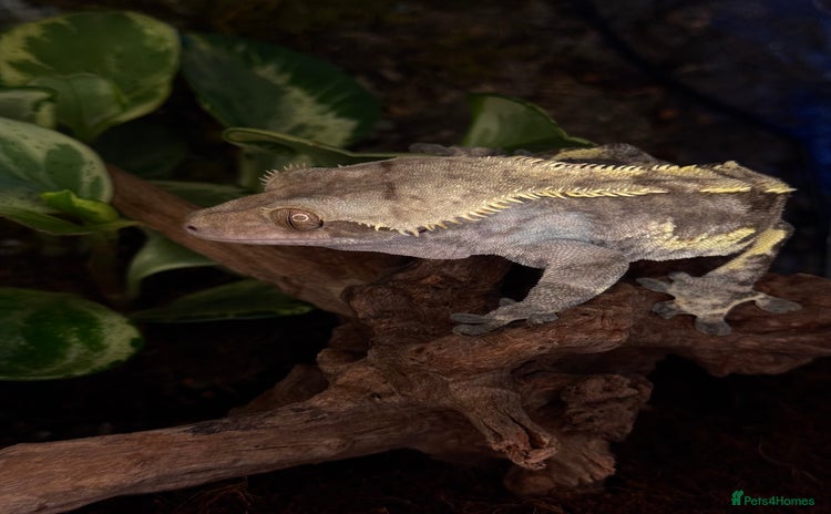 Gecko reptiles - Advert 2