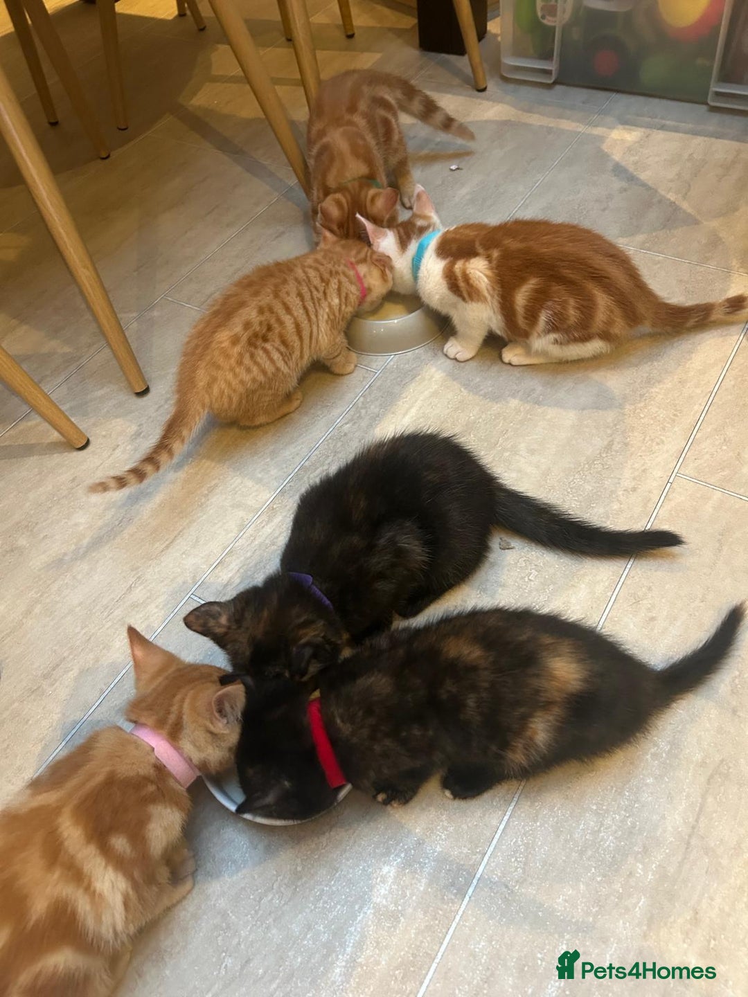 Mixed Breed cats for sale: 6 cute kittens 😸 ♥️ - Image 7
