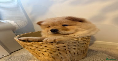 Chow Chow dogs - Advert 10