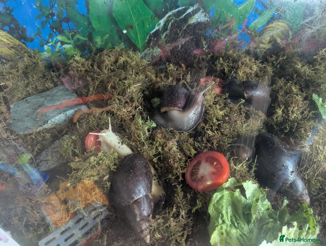Snails invertebrates for sale: African land snails in Harwich - Advert 2