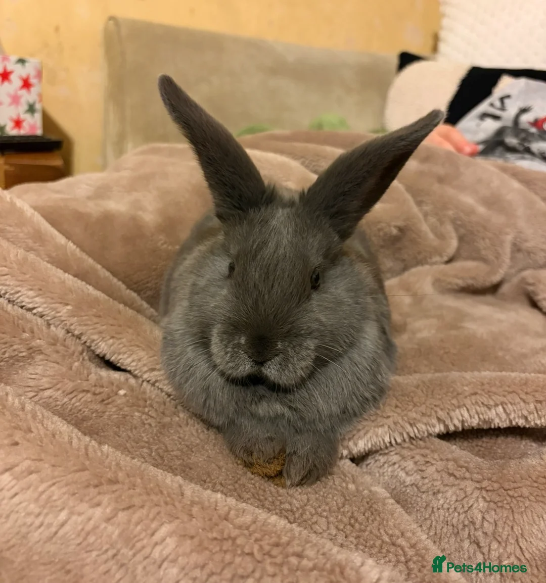 Mixed Breed rabbits for sale: Grey mixed mini lop with full set up - Advert 1