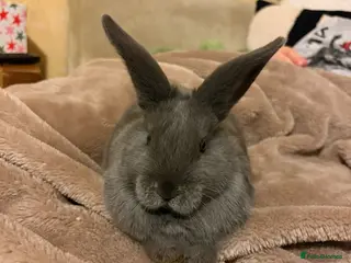 Mixed Breed rabbits Grey mixed mini lop with full set up - Advert 9