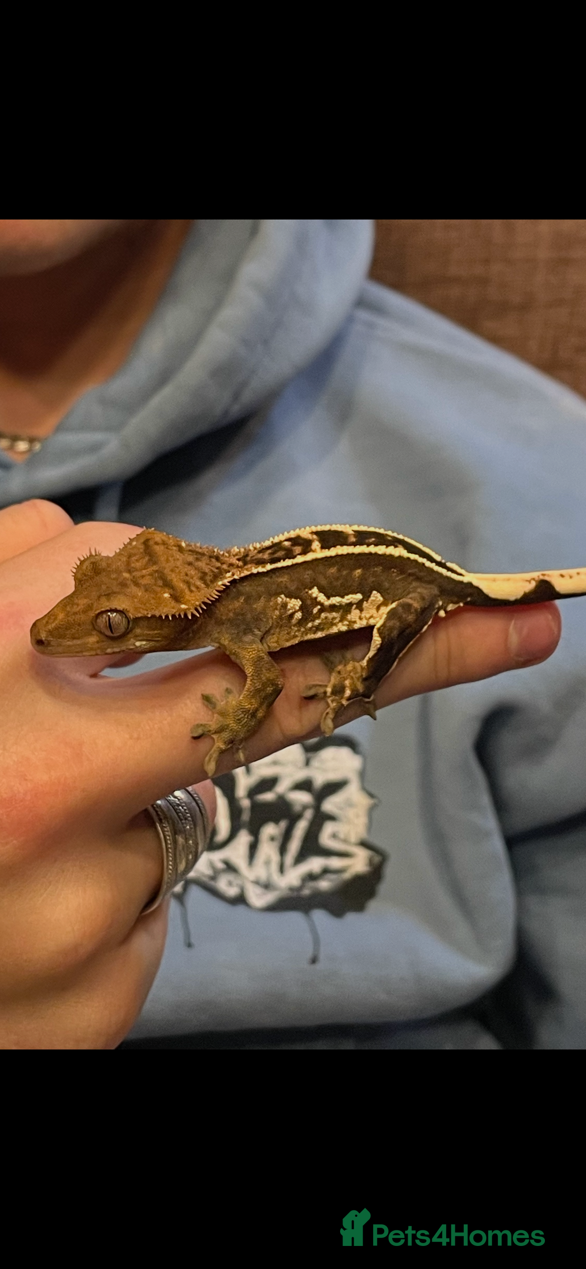Gecko reptiles Crested Gecko, full set up, ready to go. - Advert 2