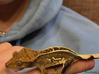 Gecko reptiles Crested Gecko, full set up, ready to go. - Advert 7