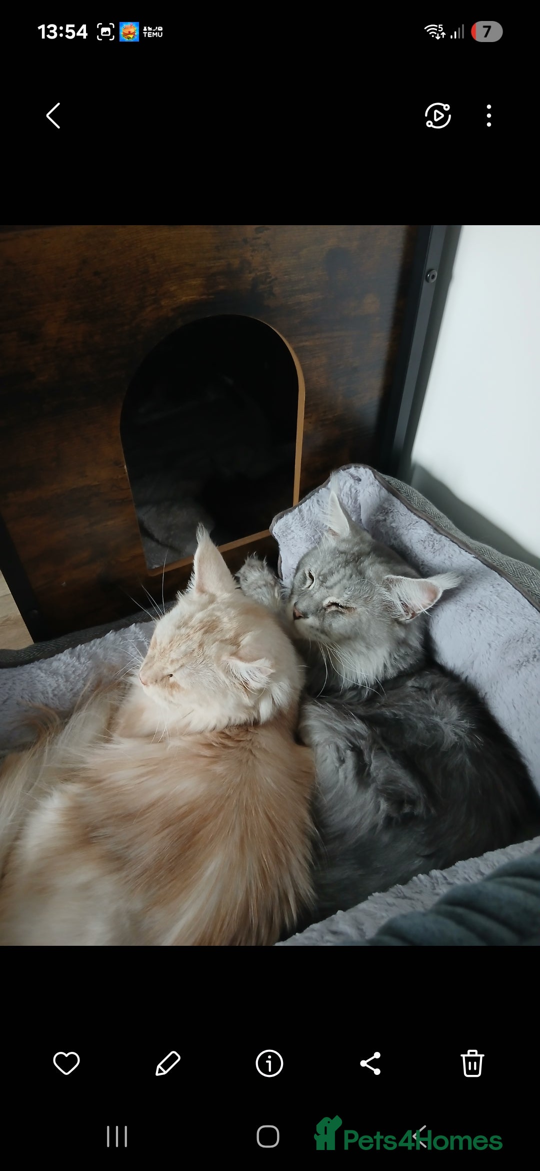 Maine Coon cats for sale: Full Pedigree blue smoke Maine Coon Kittens  - Advert 3