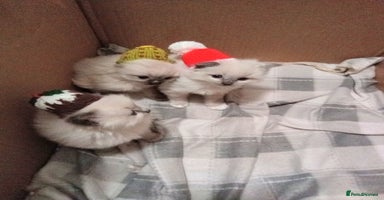 Ragdoll cats 🎅🎁🎄 RAGDOLL KITTENS 100% PUREBRED STOKE 🎄🎁🎅 - Advert 4