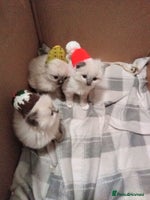 Ragdoll cats 🎅🎁🎄 RAGDOLL KITTENS 100% PUREBRED STOKE 🎄🎁🎅 - Advert 4