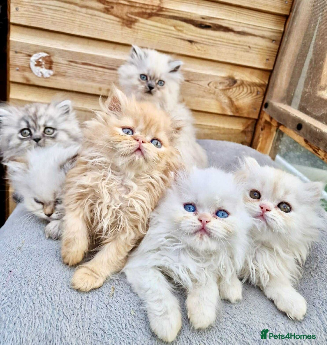 Persian cats for sale: BEAUTIFUL DOLL FACE FULL PERSIAN LONG HAIR KITTEN - Advert 8