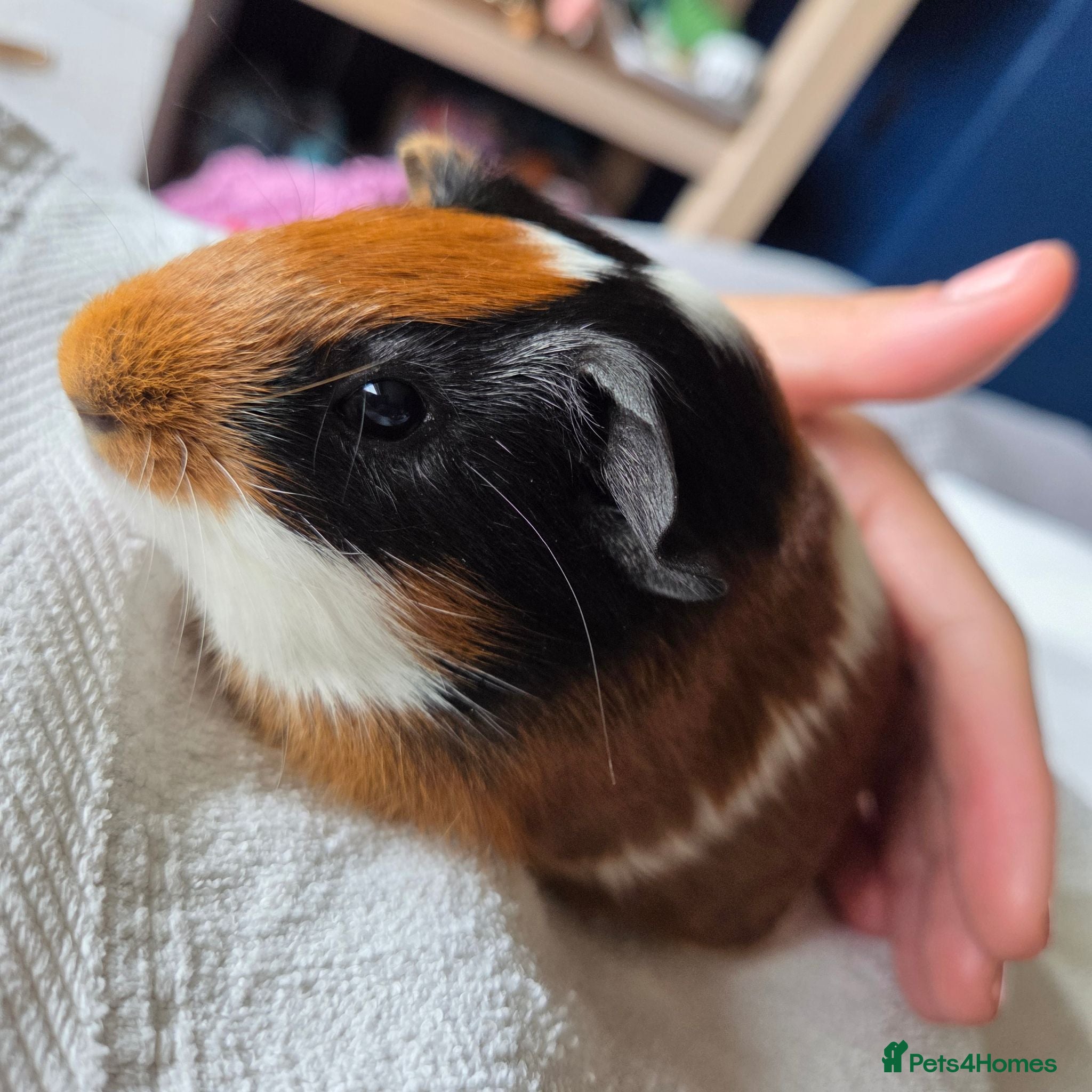 Guinea Pig rodents Guinea pigs  - Advert 1
