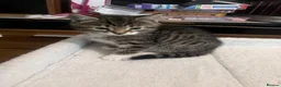 Mixed Breed cats for sale: Beautiful Bengal Mix kittens - Advert 2