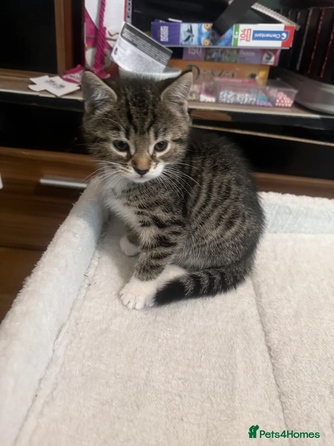Mixed Breed cats for sale: Beautiful Bengal Mix kittens - Advert 2