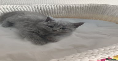 Scottish Fold cats - Advert 13