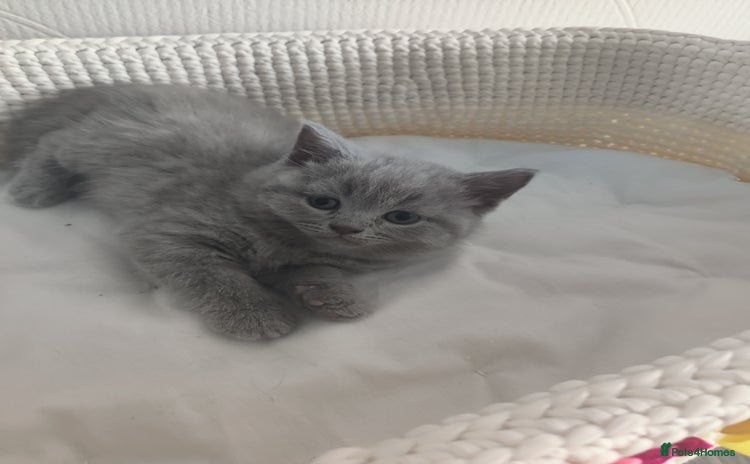 Scottish Fold cats - Advert 1