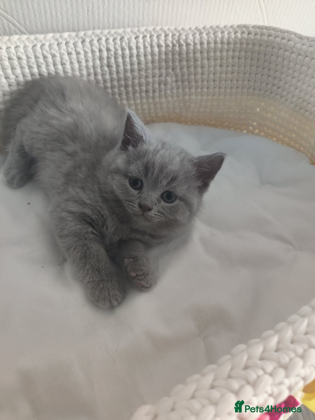Scottish Fold cats for sale: Scottish fold blue for sale  - Image 1
