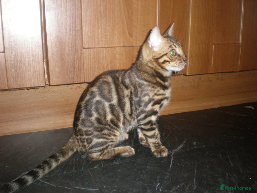 Bengal cats for sale: Only 1 Beautiful Bengal Kittens Ready to leave now in Manchester - Image 18