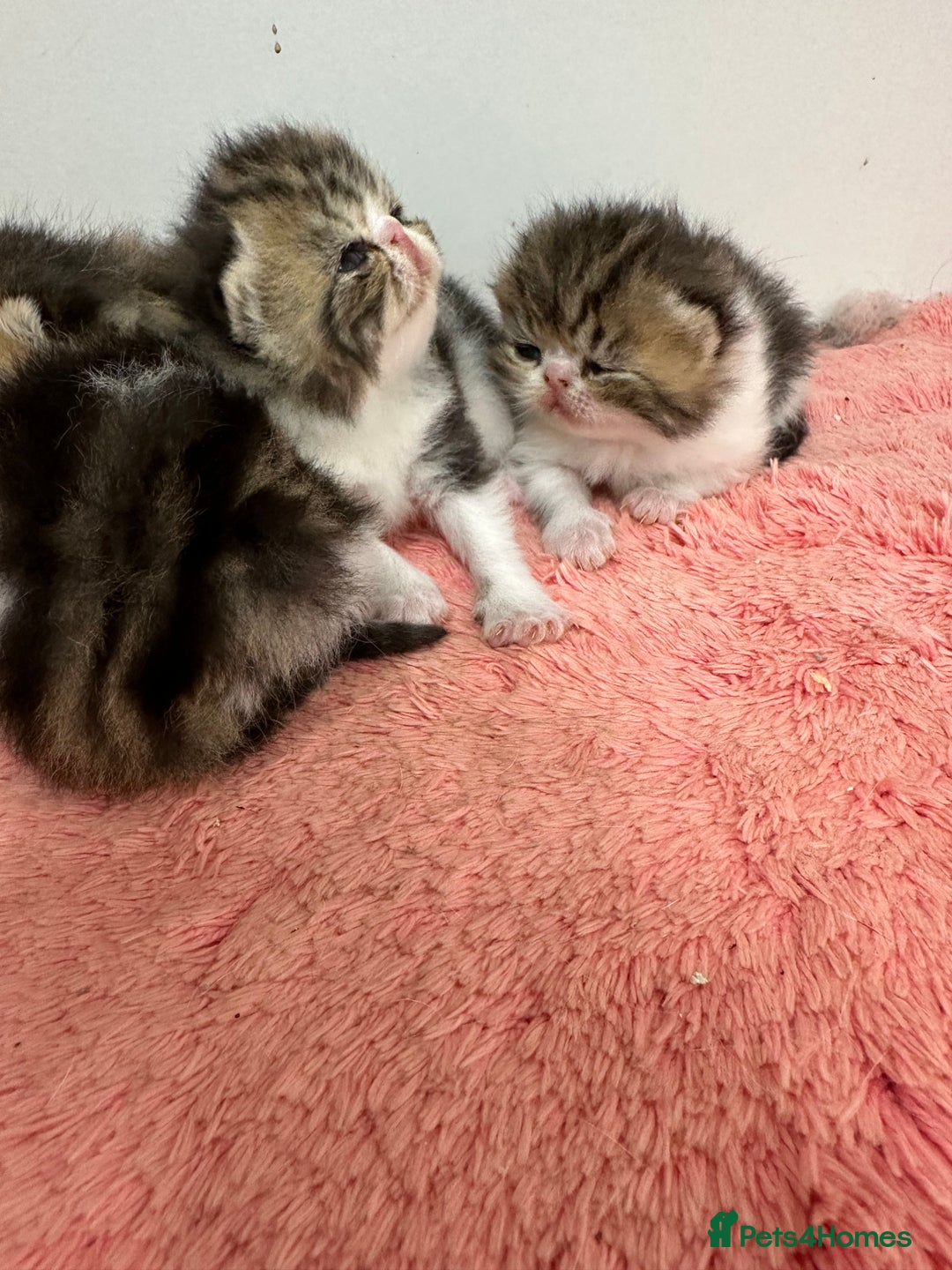 Exotic cats for sale: Brown Tabby/white exotic boy - Advert 9