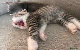 Scottish Fold cats for sale: Scottish fold and straights - Image 26