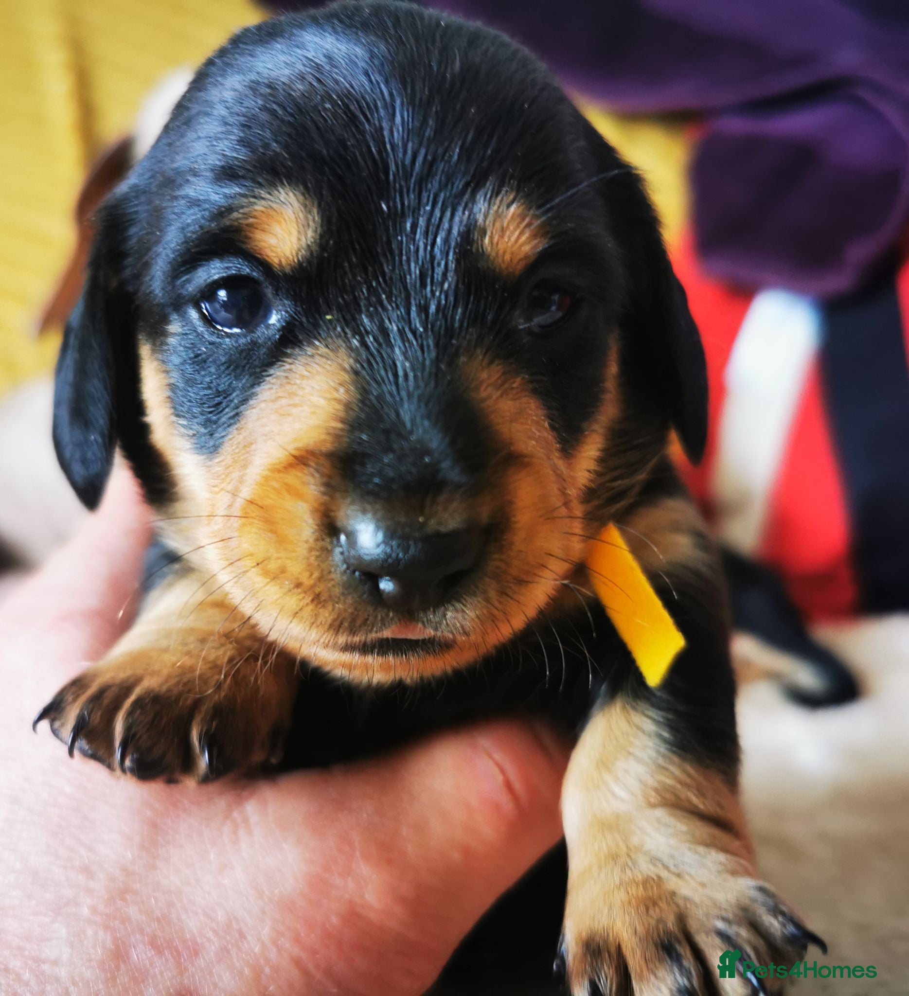 Miniature Dachshund dogs KC Stunning litter of girls 💗 - Advert 1