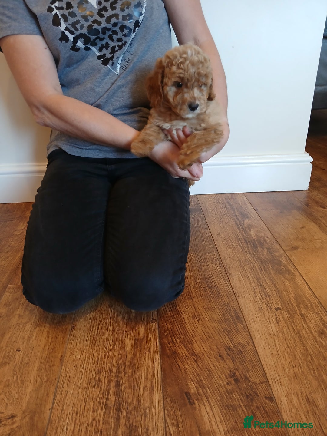 Labradoodle dogs for sale: Labradoodle puppies  - Image 7